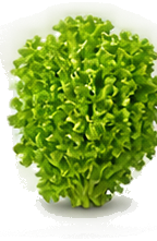 Curly Lettuce