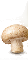 White Mushroom